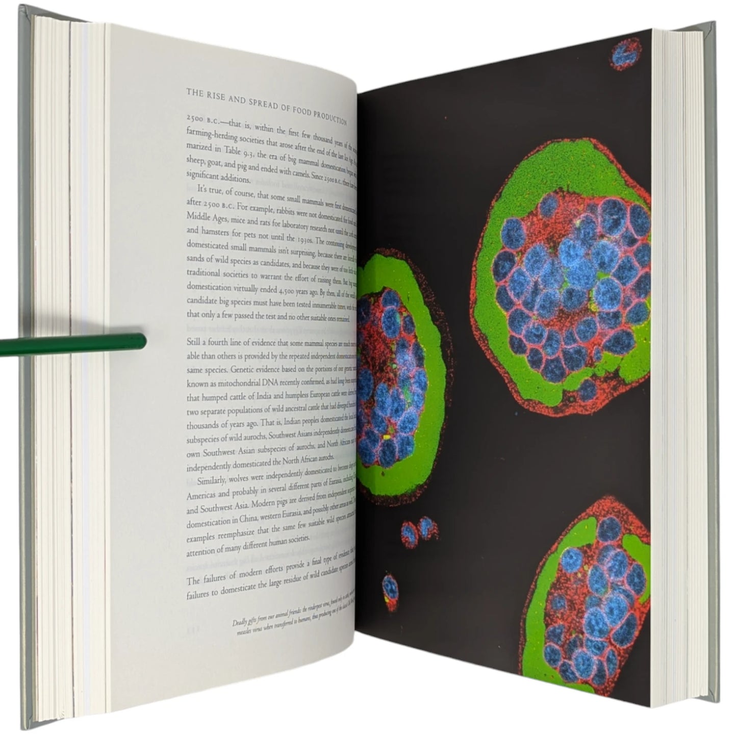 Guns, Germs and Steel