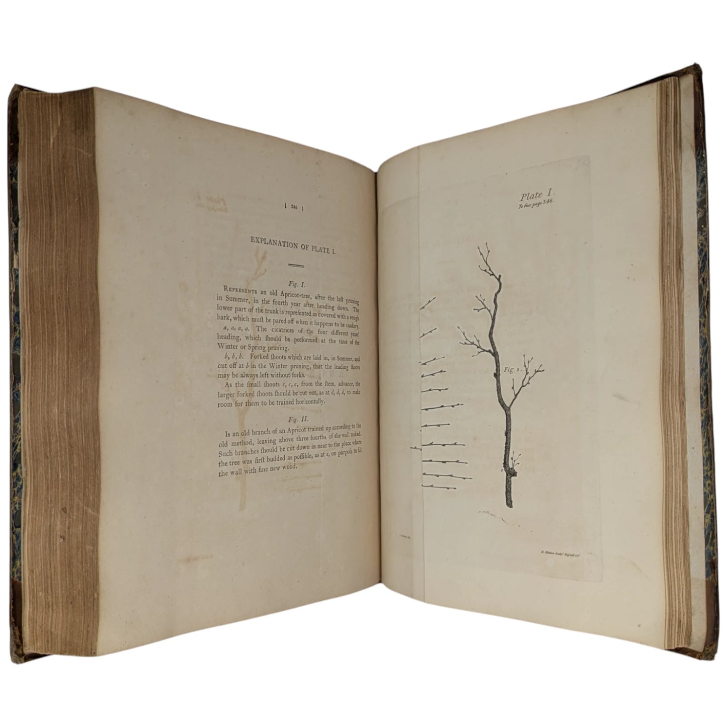 A Treatise On The Culture And Management Of Fruit-Trees