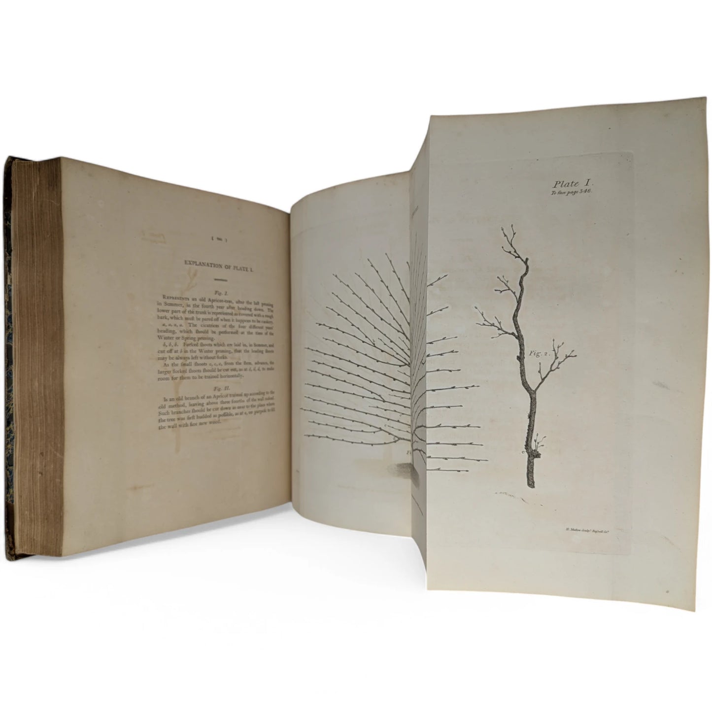 A Treatise On The Culture And Management Of Fruit-Trees