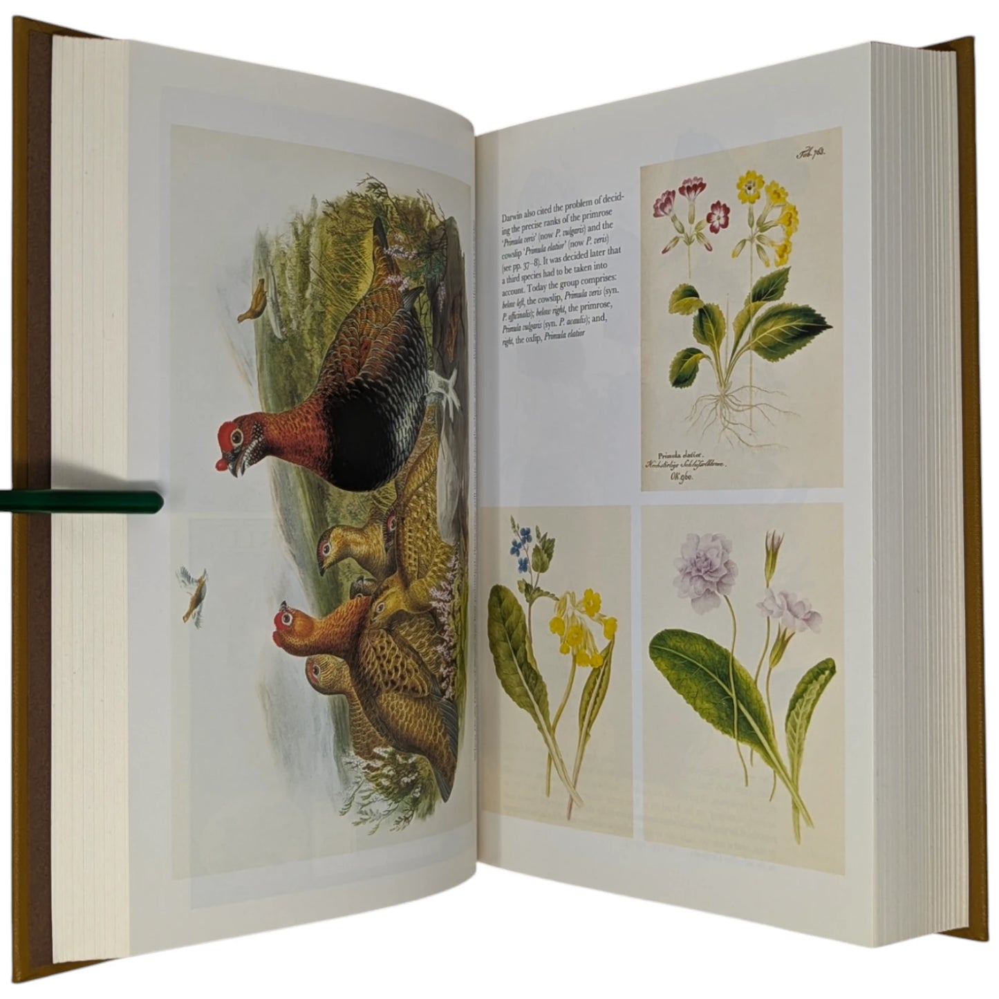 On the Origin of Species by Means of Natural Selection