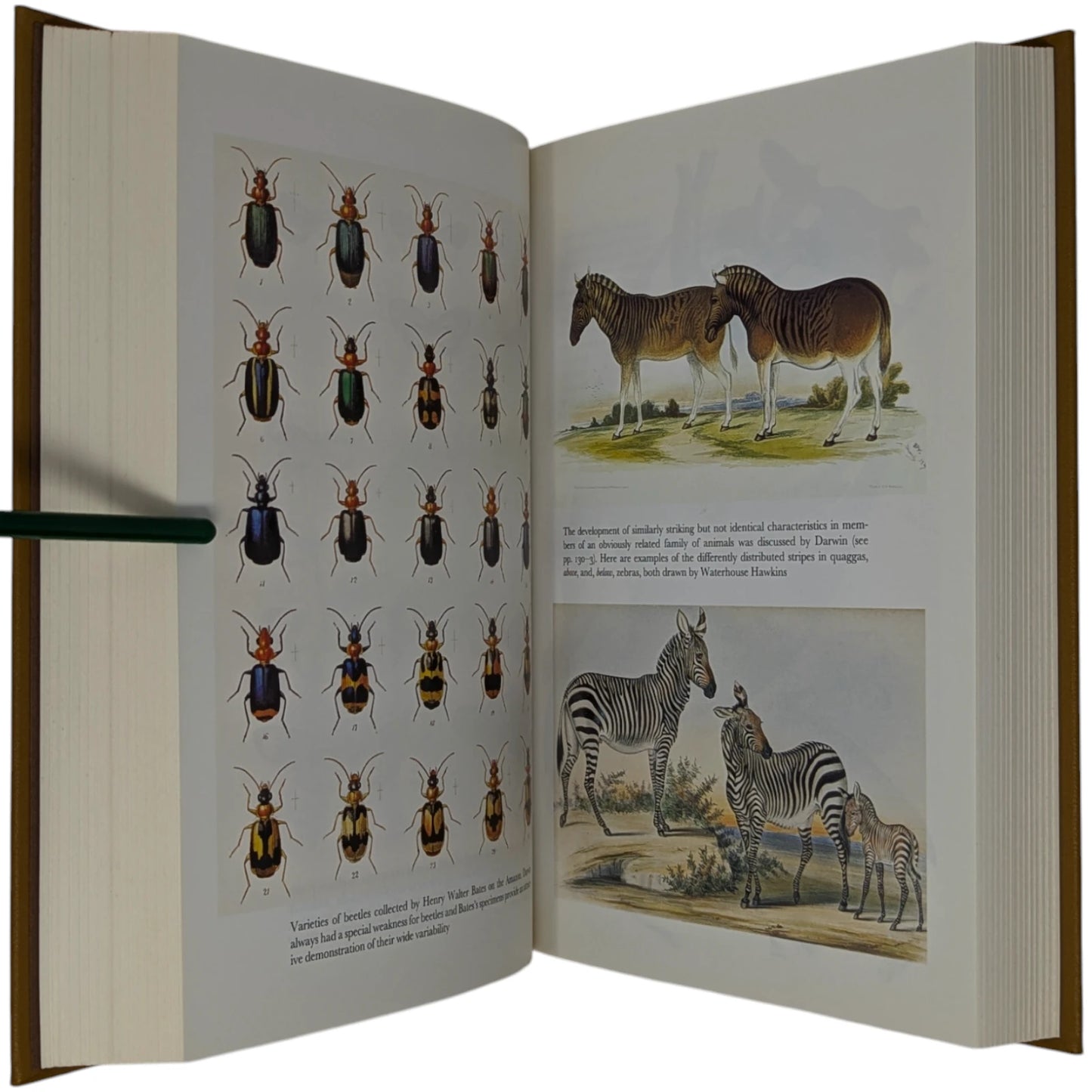 On the Origin of Species by Means of Natural Selection