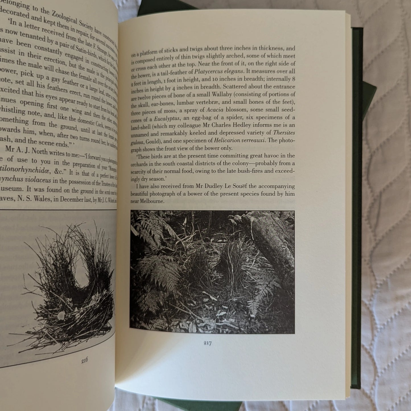 Sharpe’s Birds of Paradise