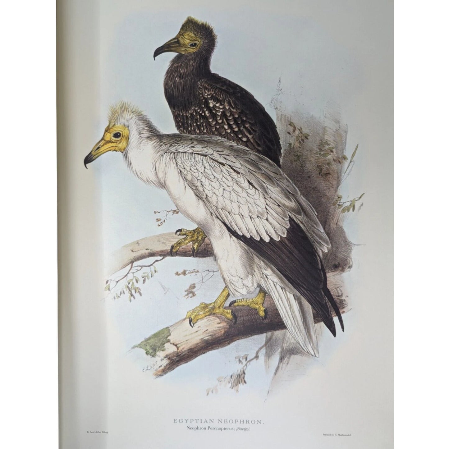 Illustrations of Birds Drawn for John Gould by Edward Lear (Numbered)
