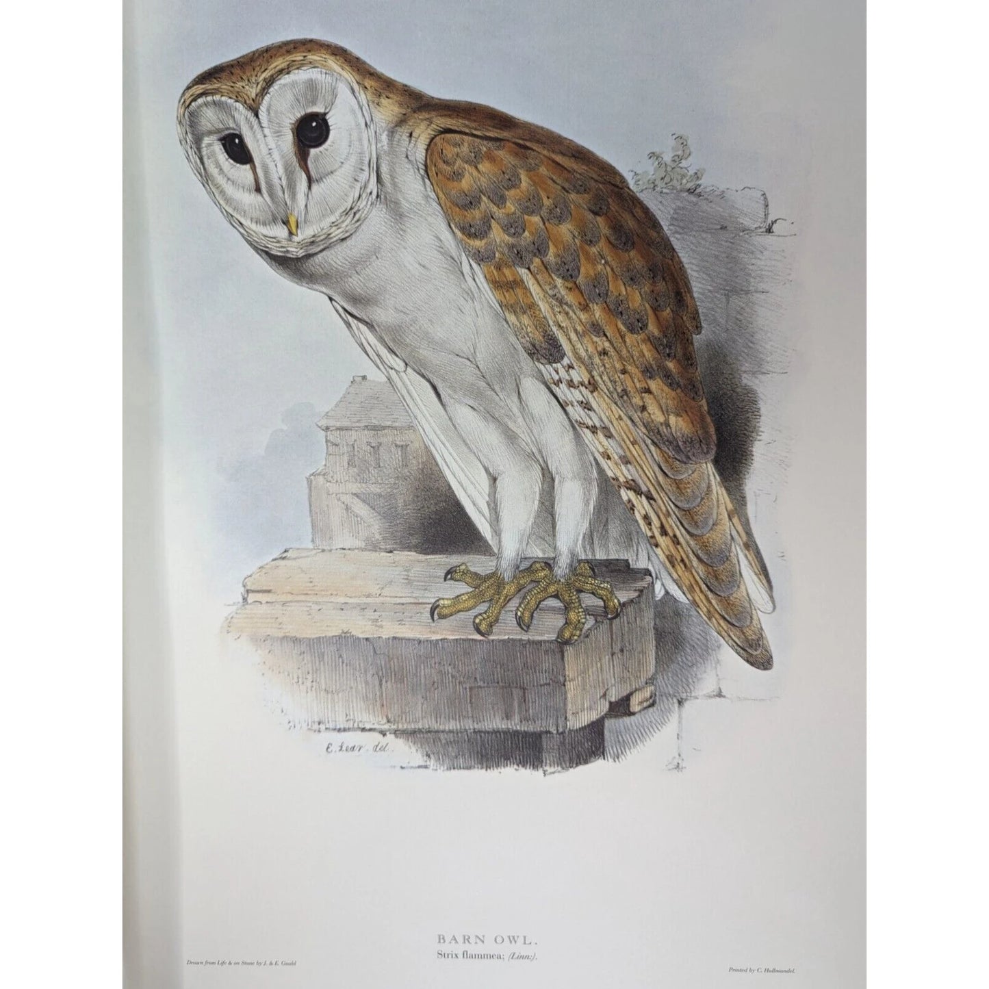 Illustrations of Birds Drawn for John Gould by Edward Lear (Numbered)