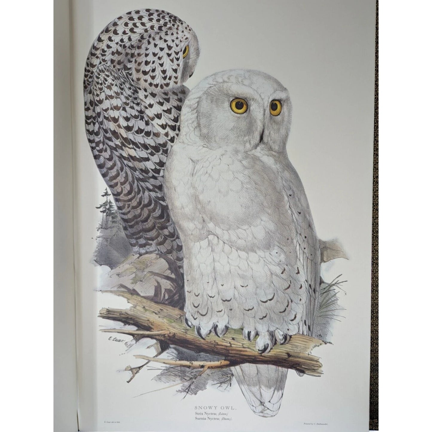 Illustrations of Birds Drawn for John Gould by Edward Lear (Numbered)