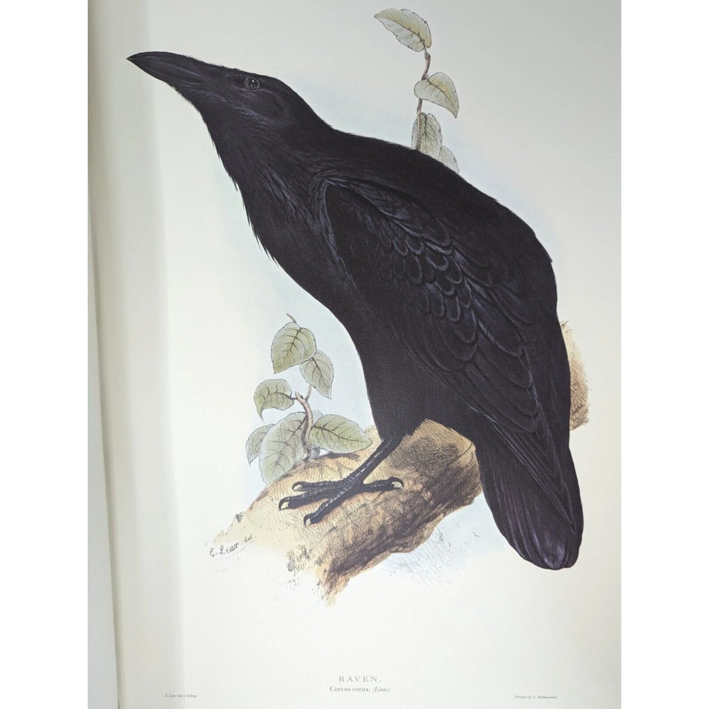 Illustrations of Birds Drawn for John Gould by Edward Lear (Numbered)
