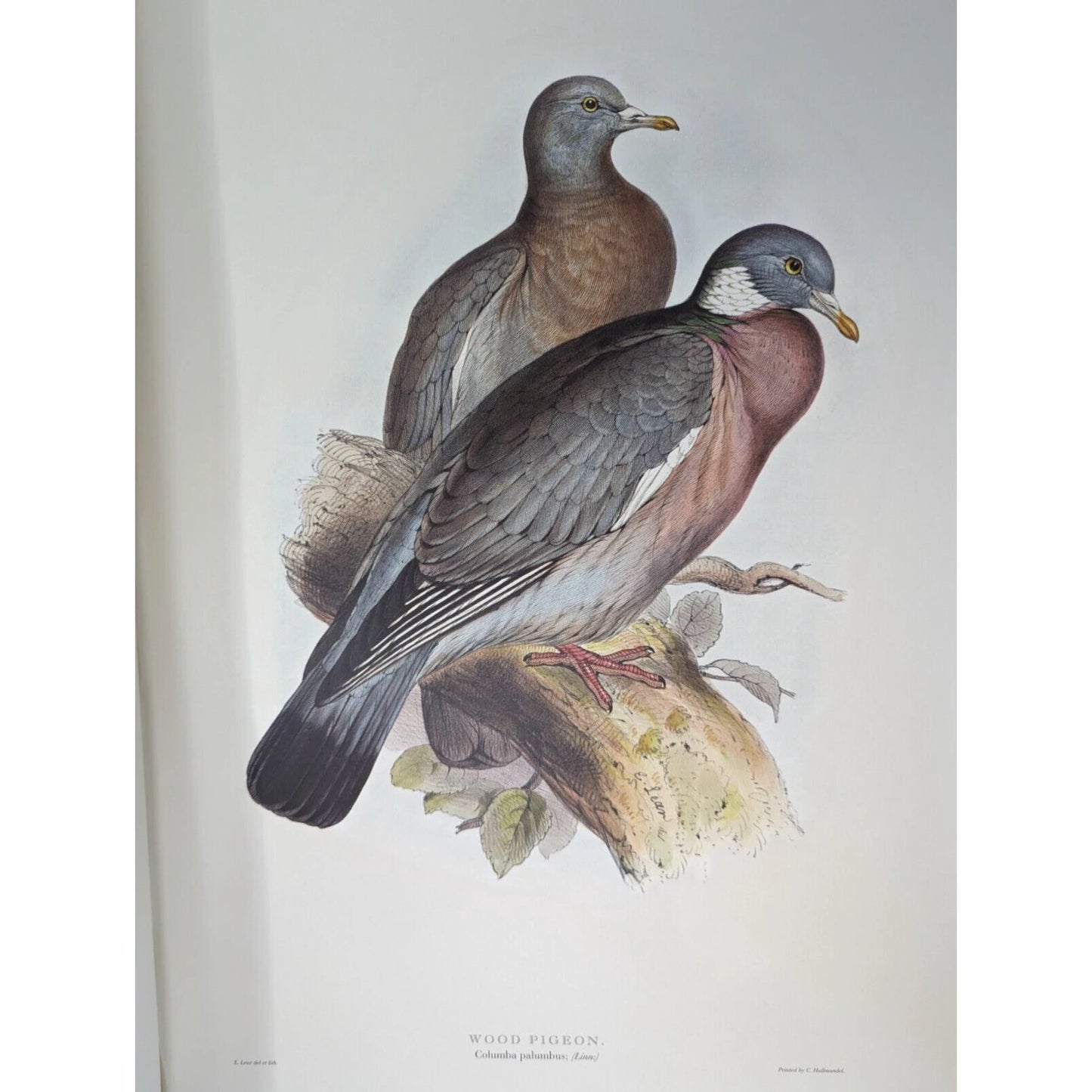 Illustrations of Birds Drawn for John Gould by Edward Lear (Numbered)