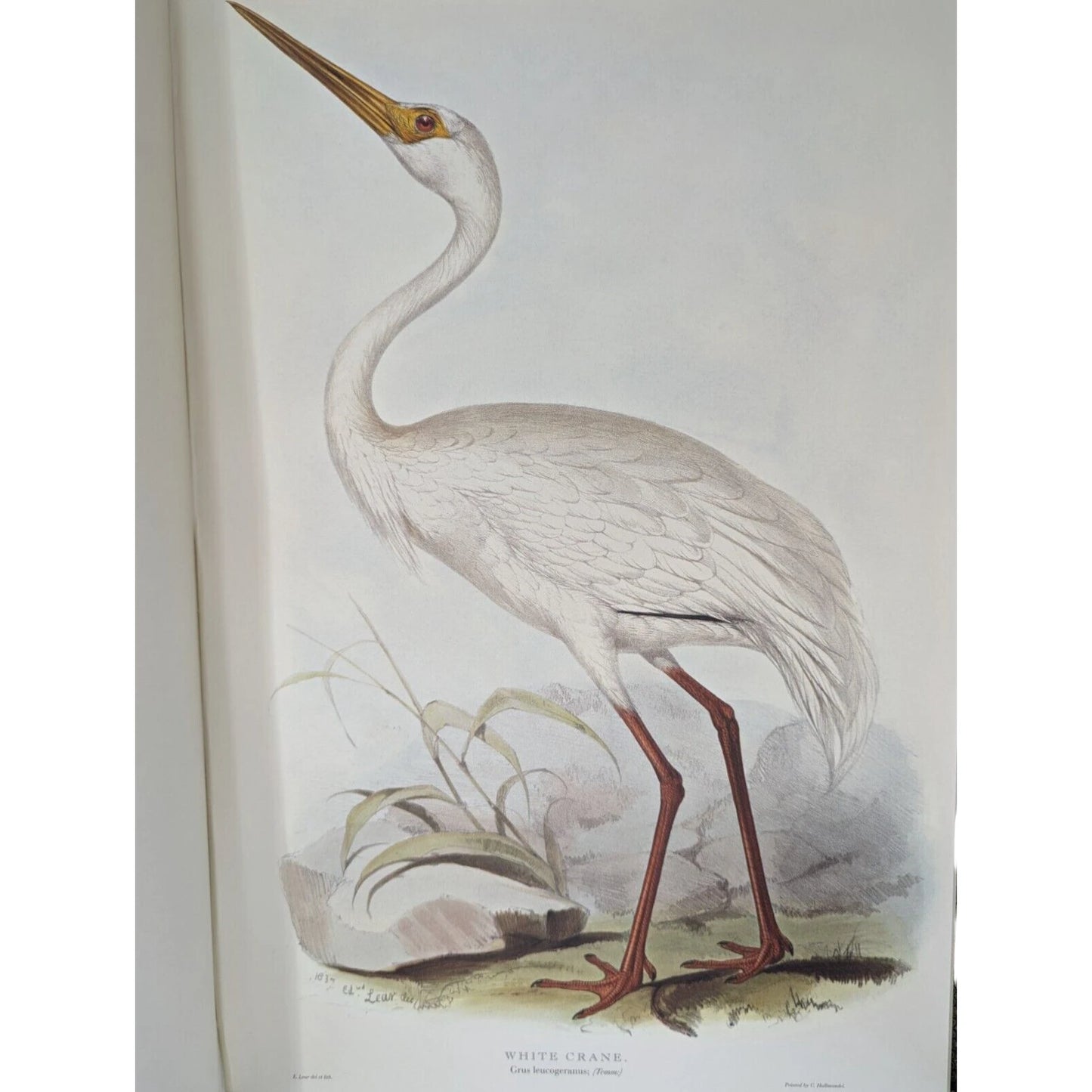Illustrations of Birds Drawn for John Gould by Edward Lear (Numbered)