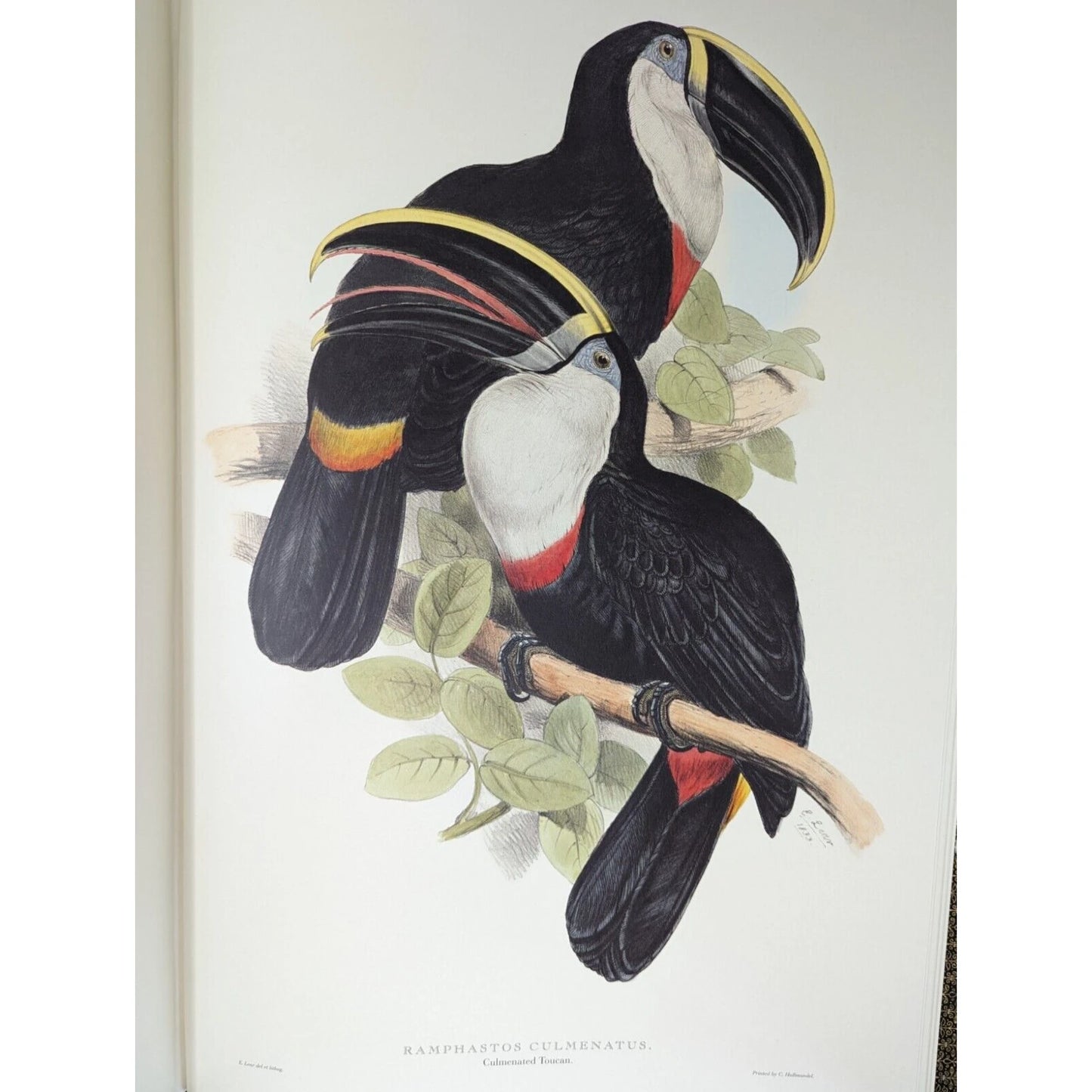 Illustrations of Birds Drawn for John Gould by Edward Lear (Numbered)