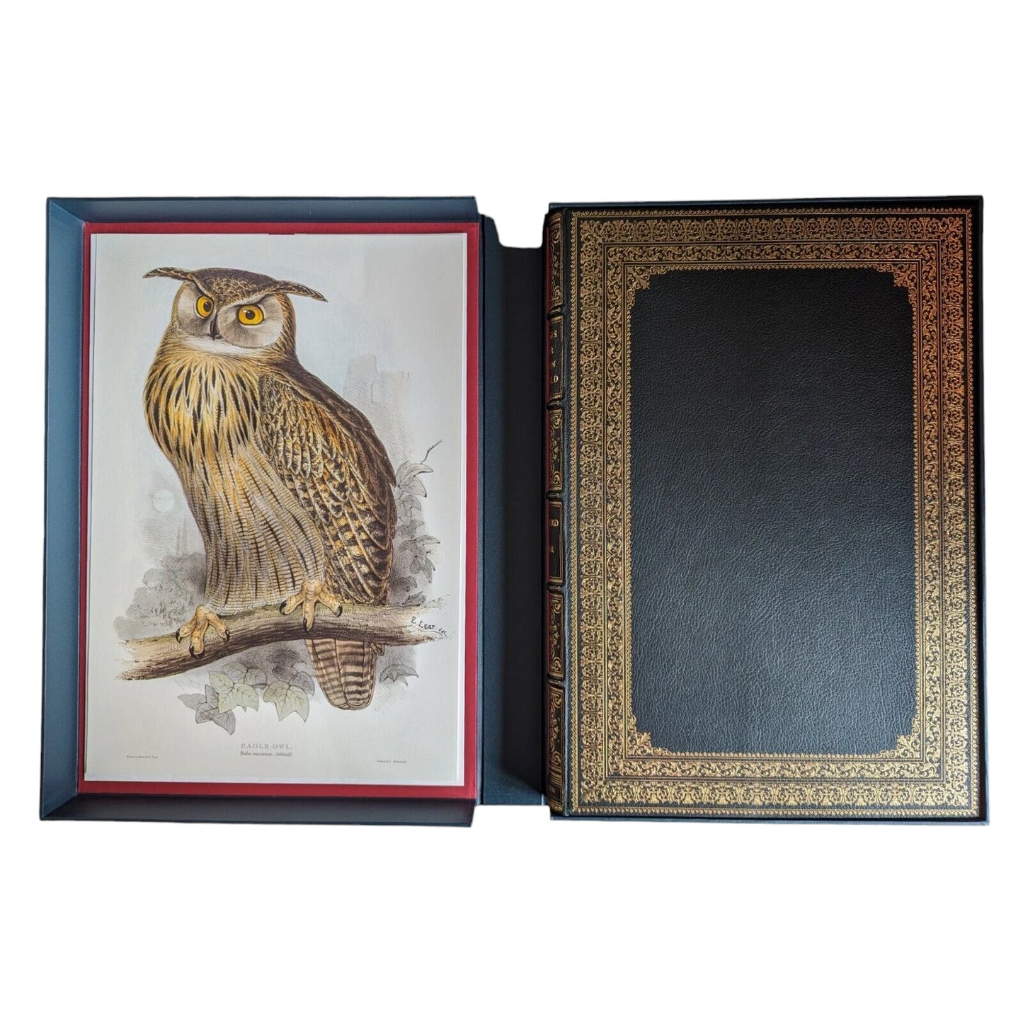 Illustrations of Birds Drawn for John Gould by Edward Lear (Numbered)