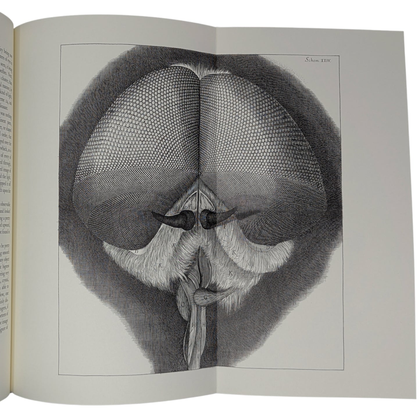 Micrographia (Limited Edition)