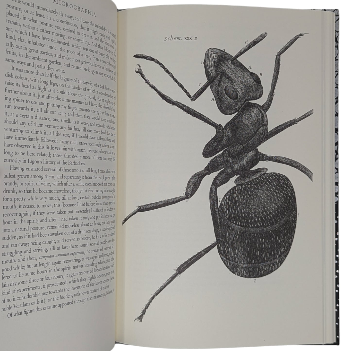 Micrographia (Limited Edition)