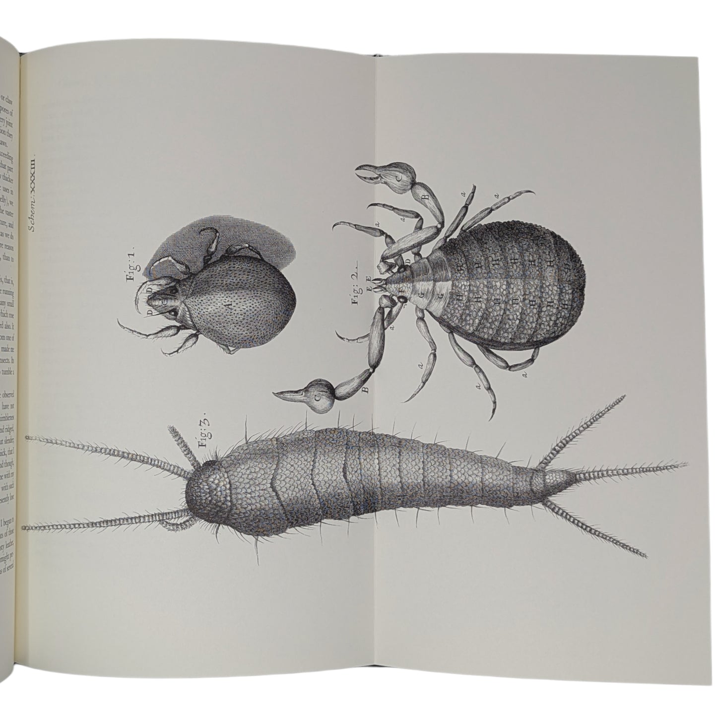 Micrographia (Limited Edition)