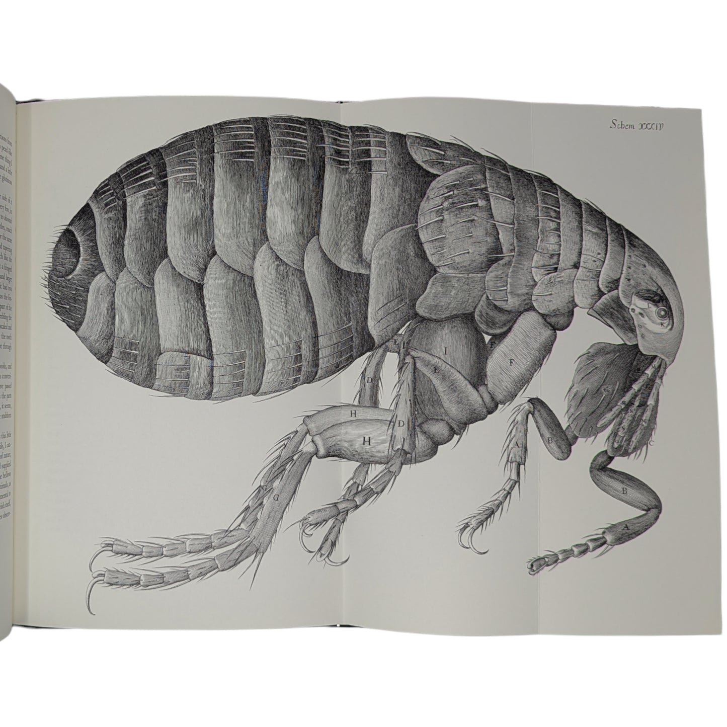 Micrographia (Limited Edition)