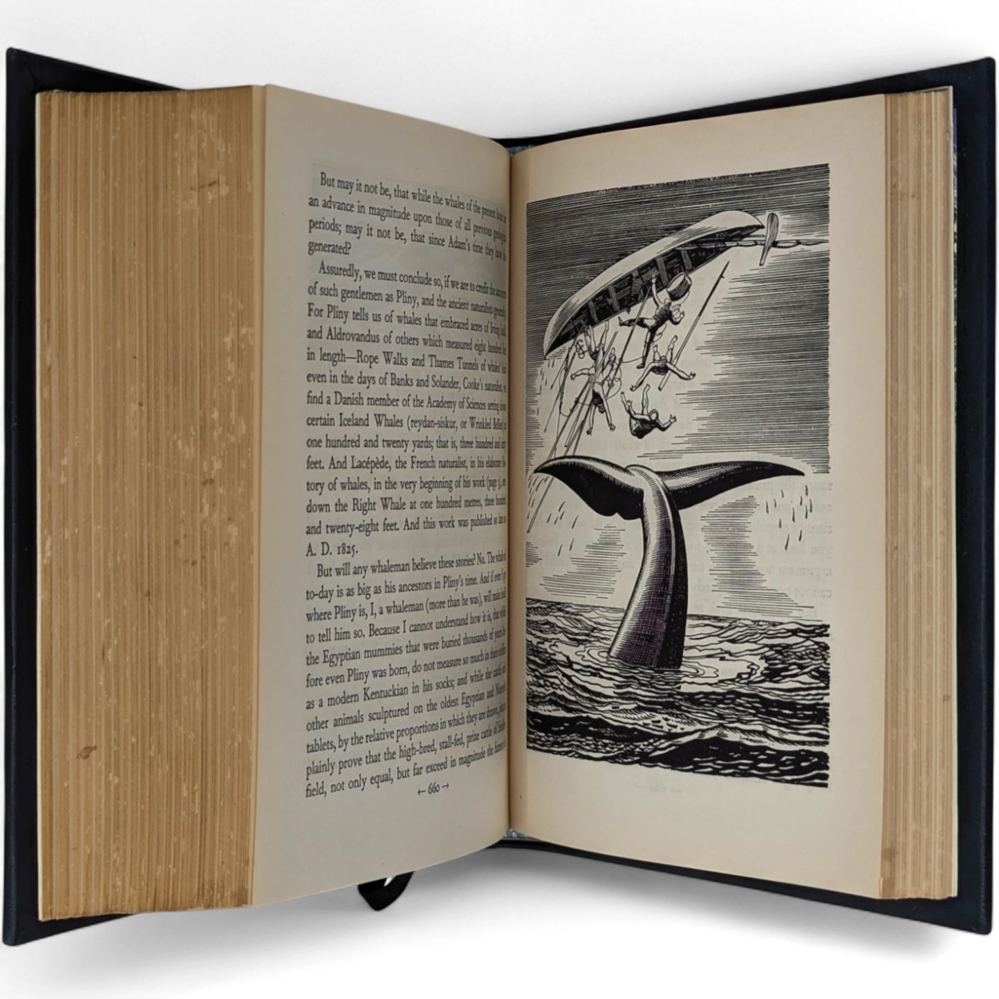 Moby Dick or The Whale