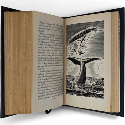 Moby Dick or The Whale