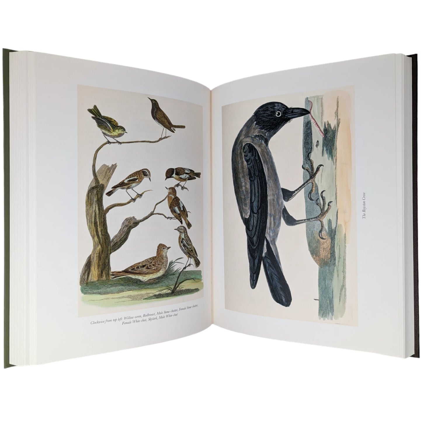 The Natural History of Selborne