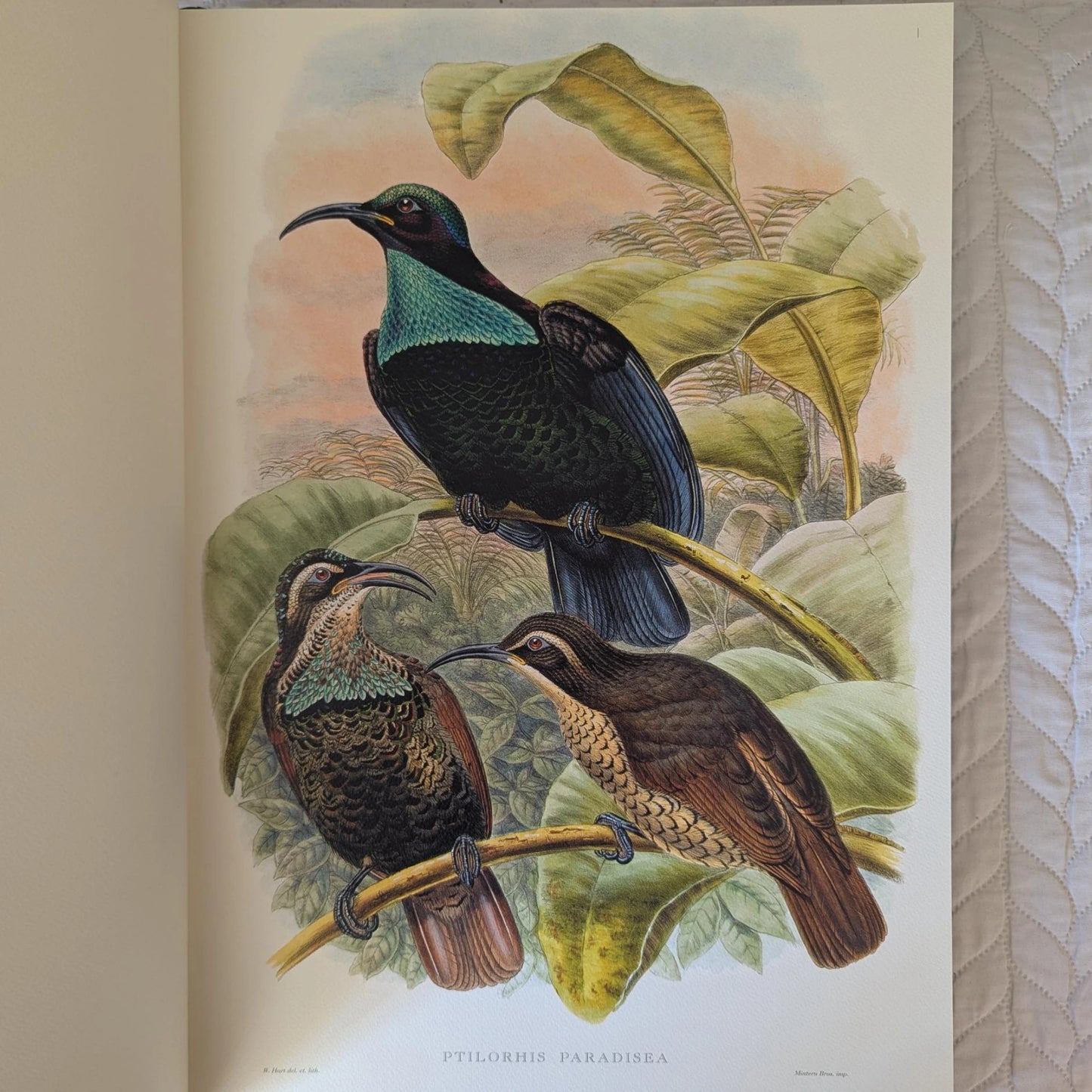 Sharpe’s Birds of Paradise