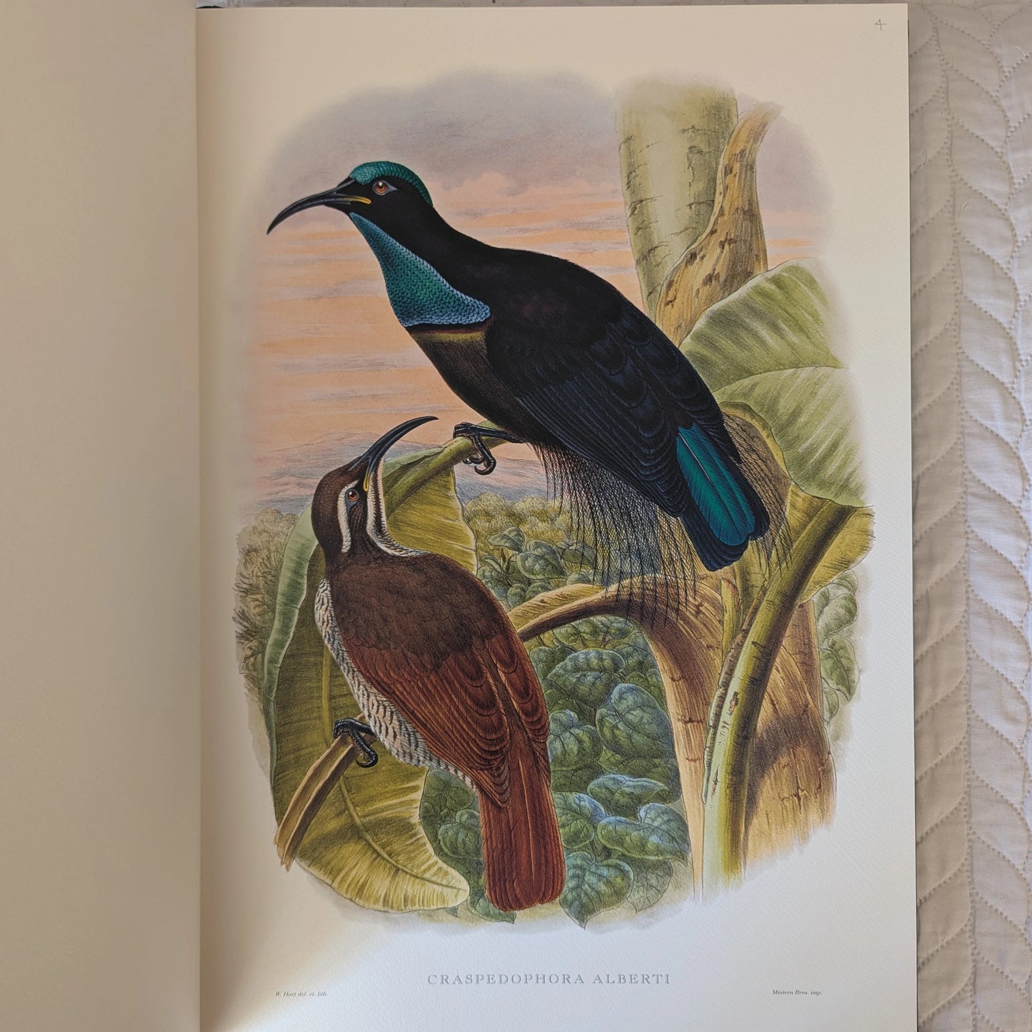 Sharpe’s Birds of Paradise