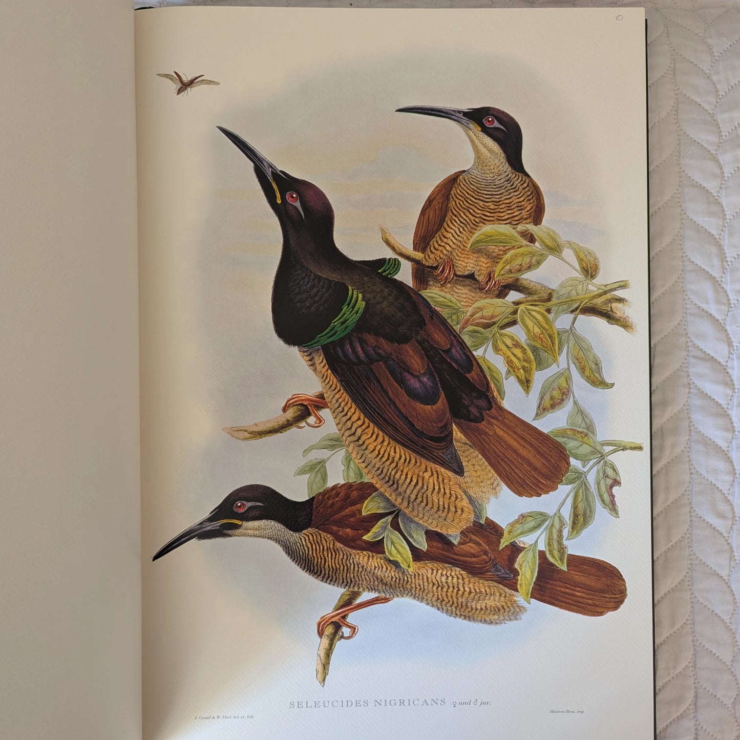 Sharpe’s Birds of Paradise