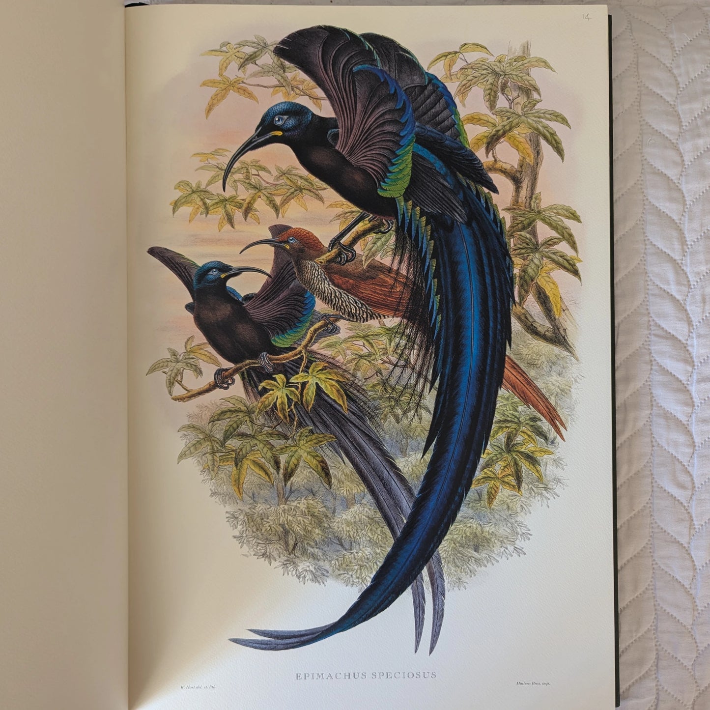 Sharpe’s Birds of Paradise