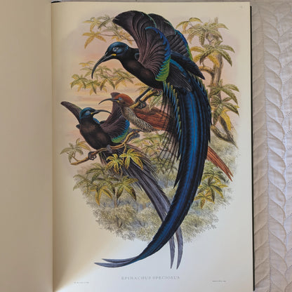 Sharpe’s Birds of Paradise