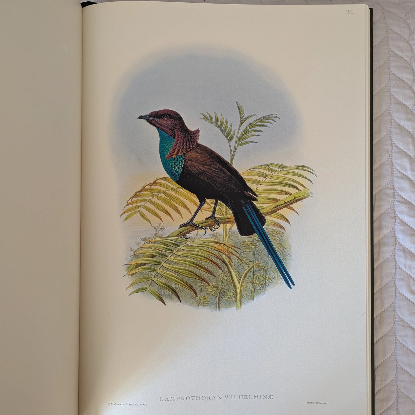 Sharpe’s Birds of Paradise