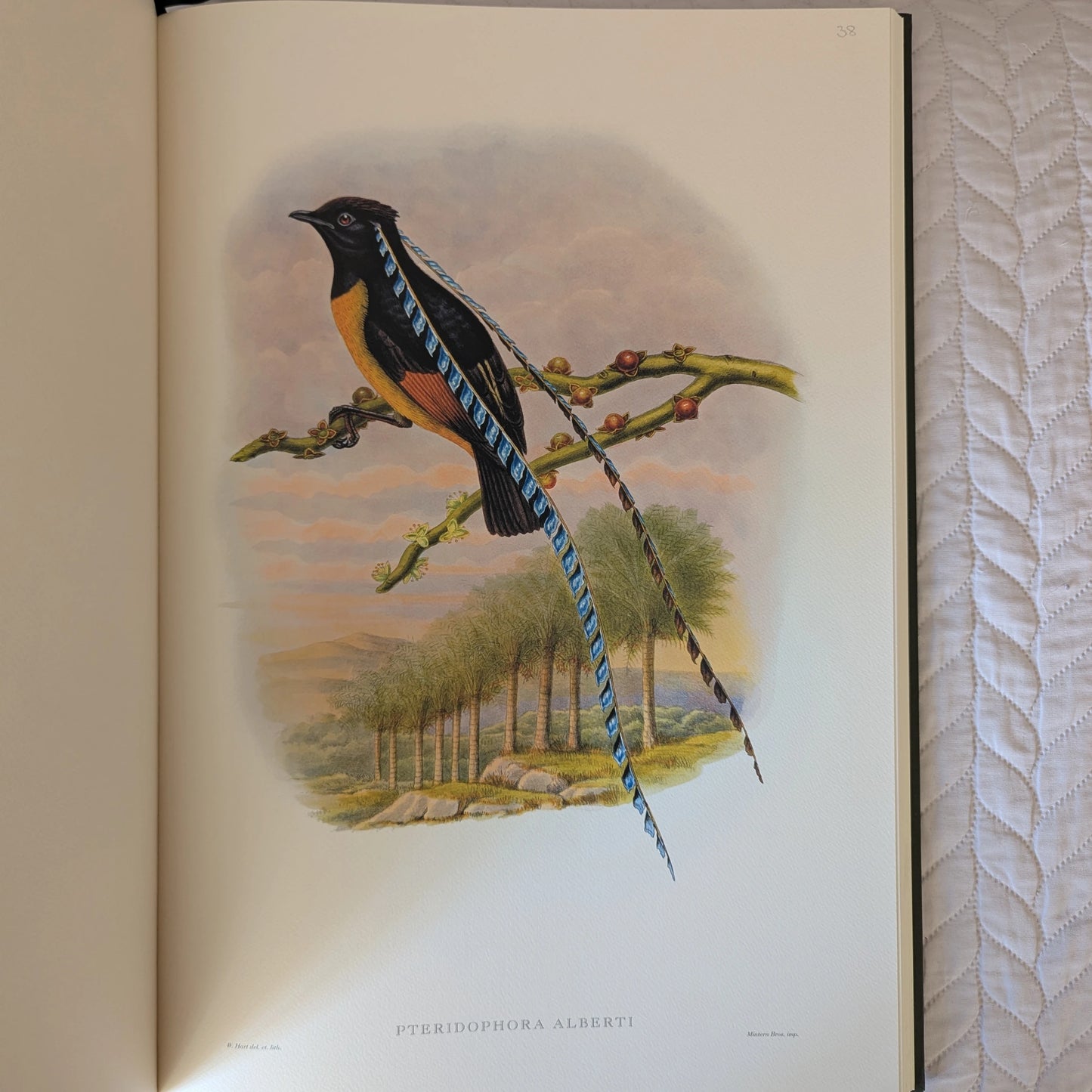 Sharpe’s Birds of Paradise