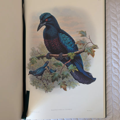 Sharpe’s Birds of Paradise