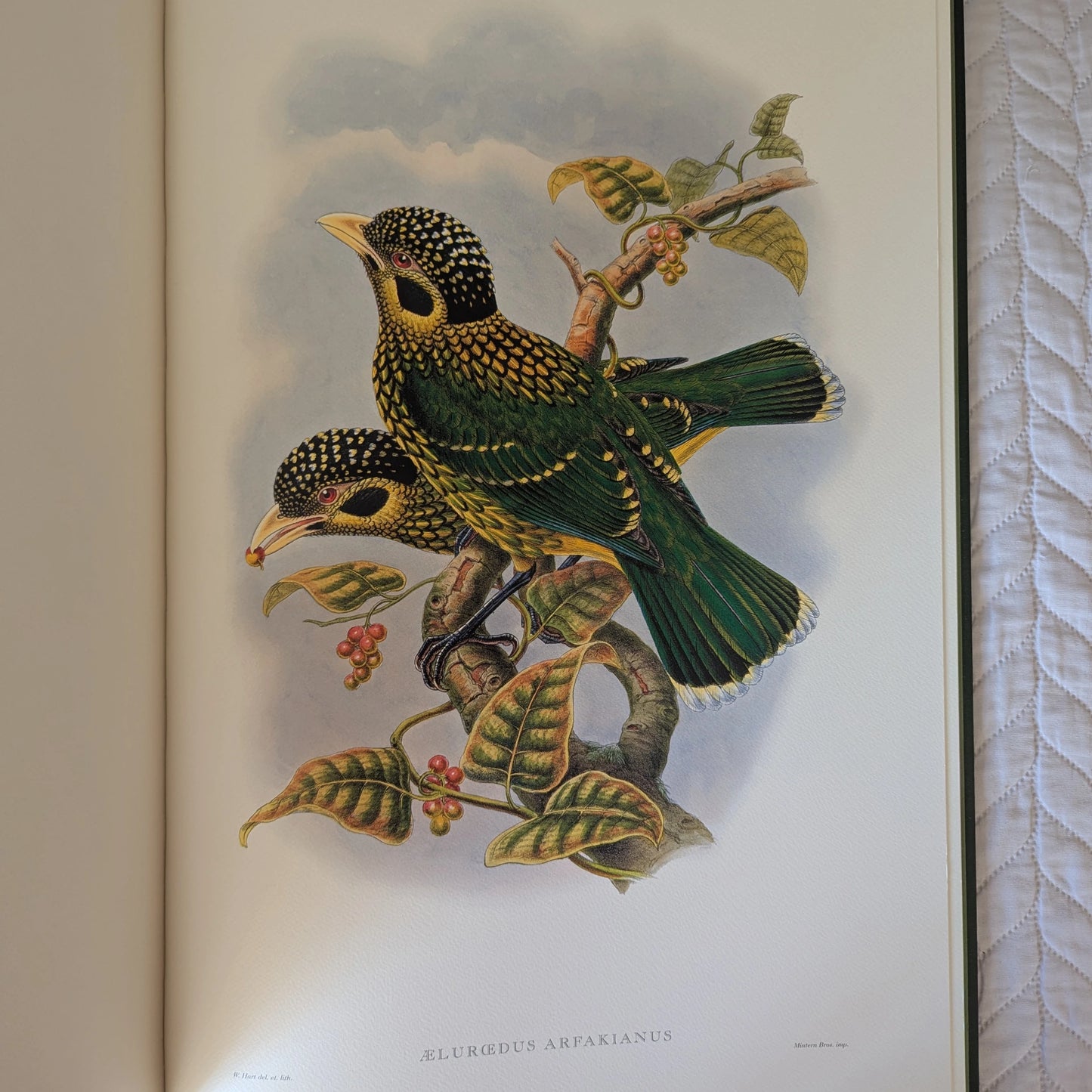 Sharpe’s Birds of Paradise