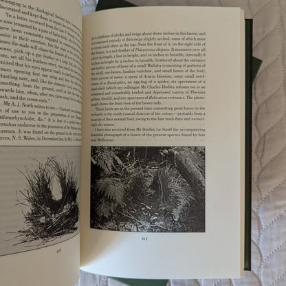 Sharpe’s Birds of Paradise