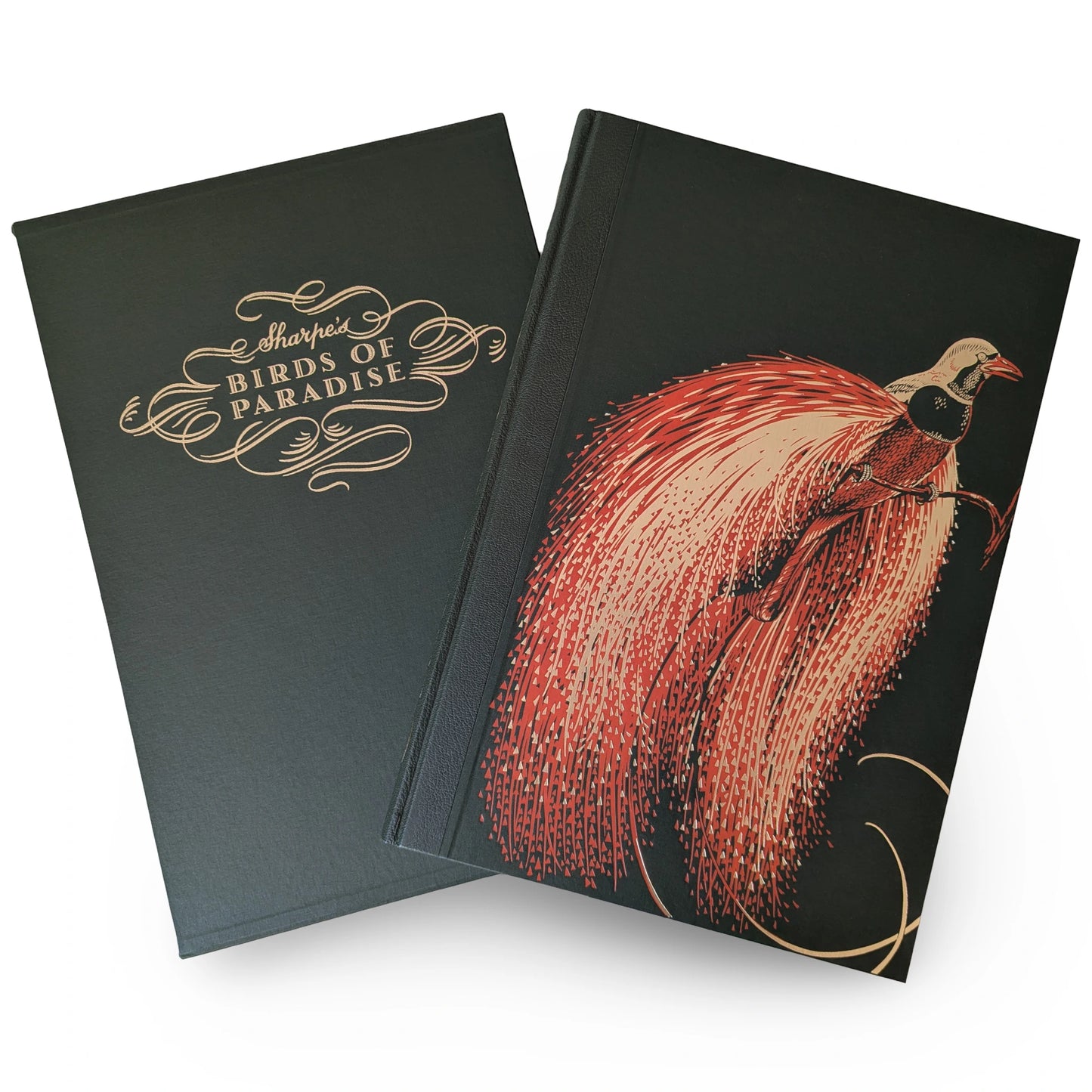 Sharpe’s Birds of Paradise