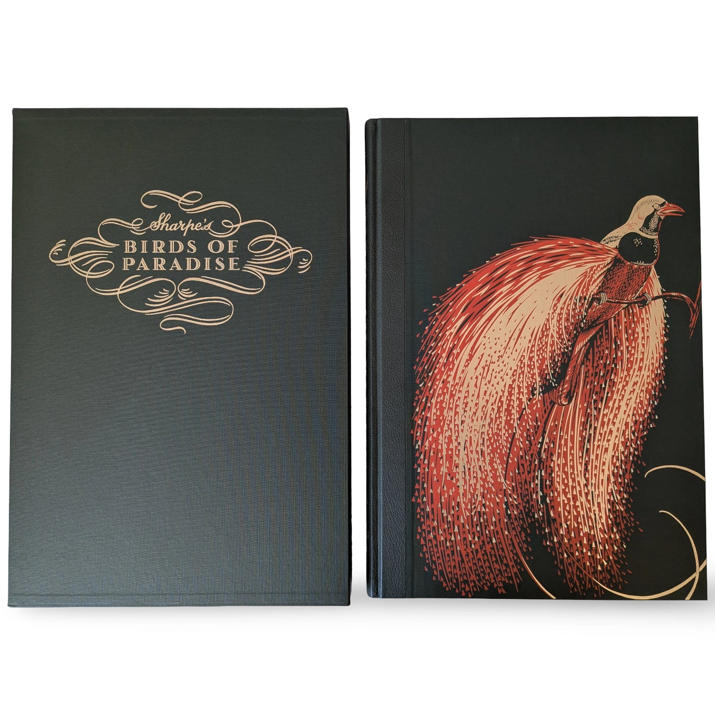 Sharpe’s Birds of Paradise