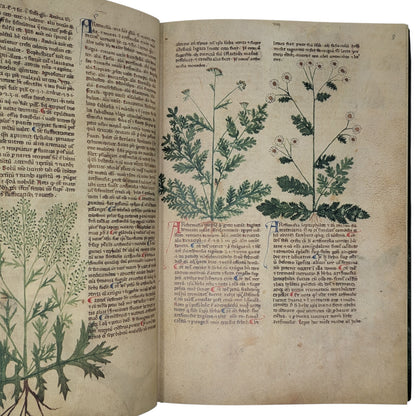 Tractatus de Herbis, Egerton MS 747