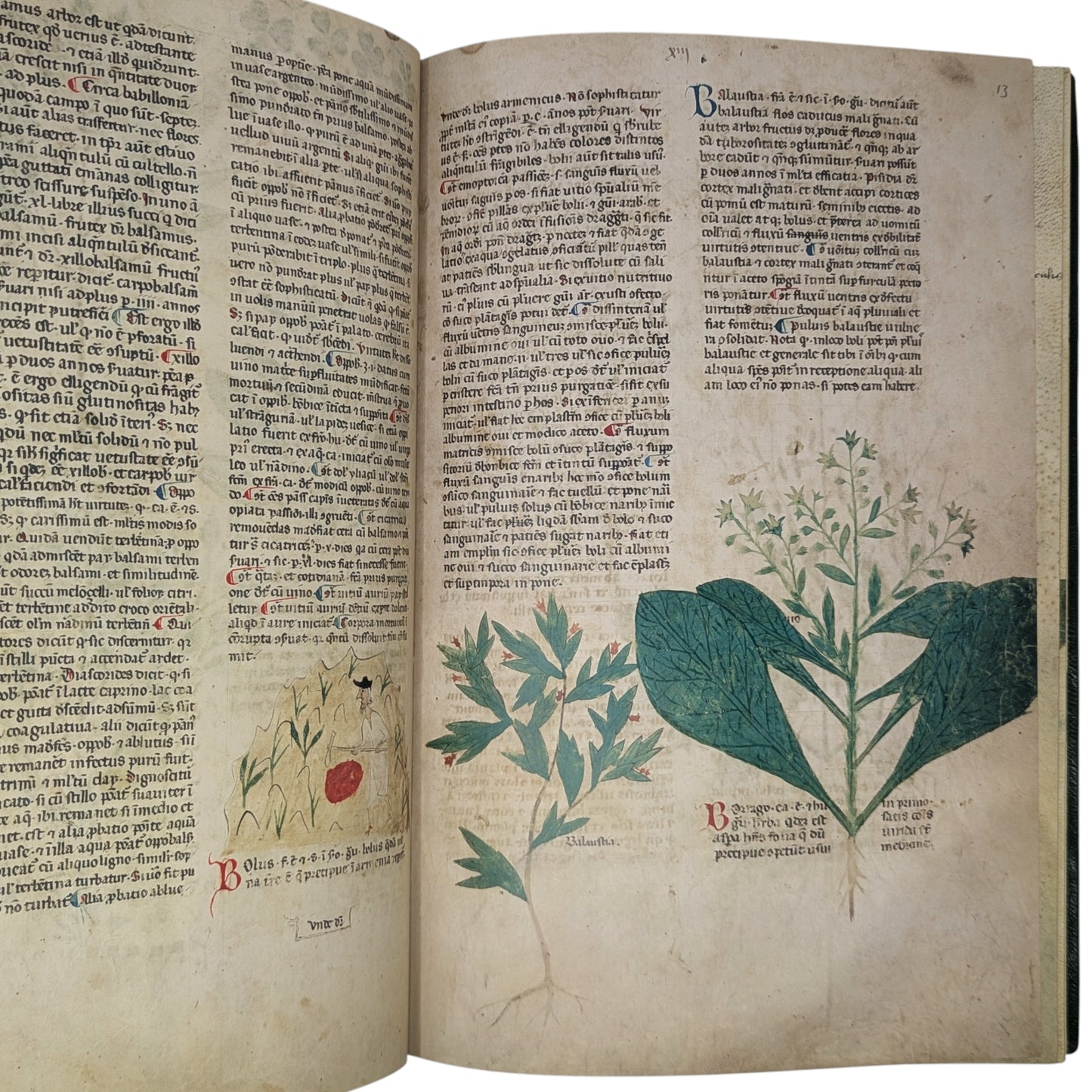 Tractatus de Herbis, Egerton MS 747