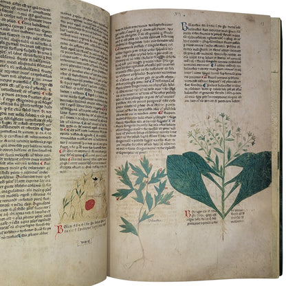 Tractatus de Herbis, Egerton MS 747