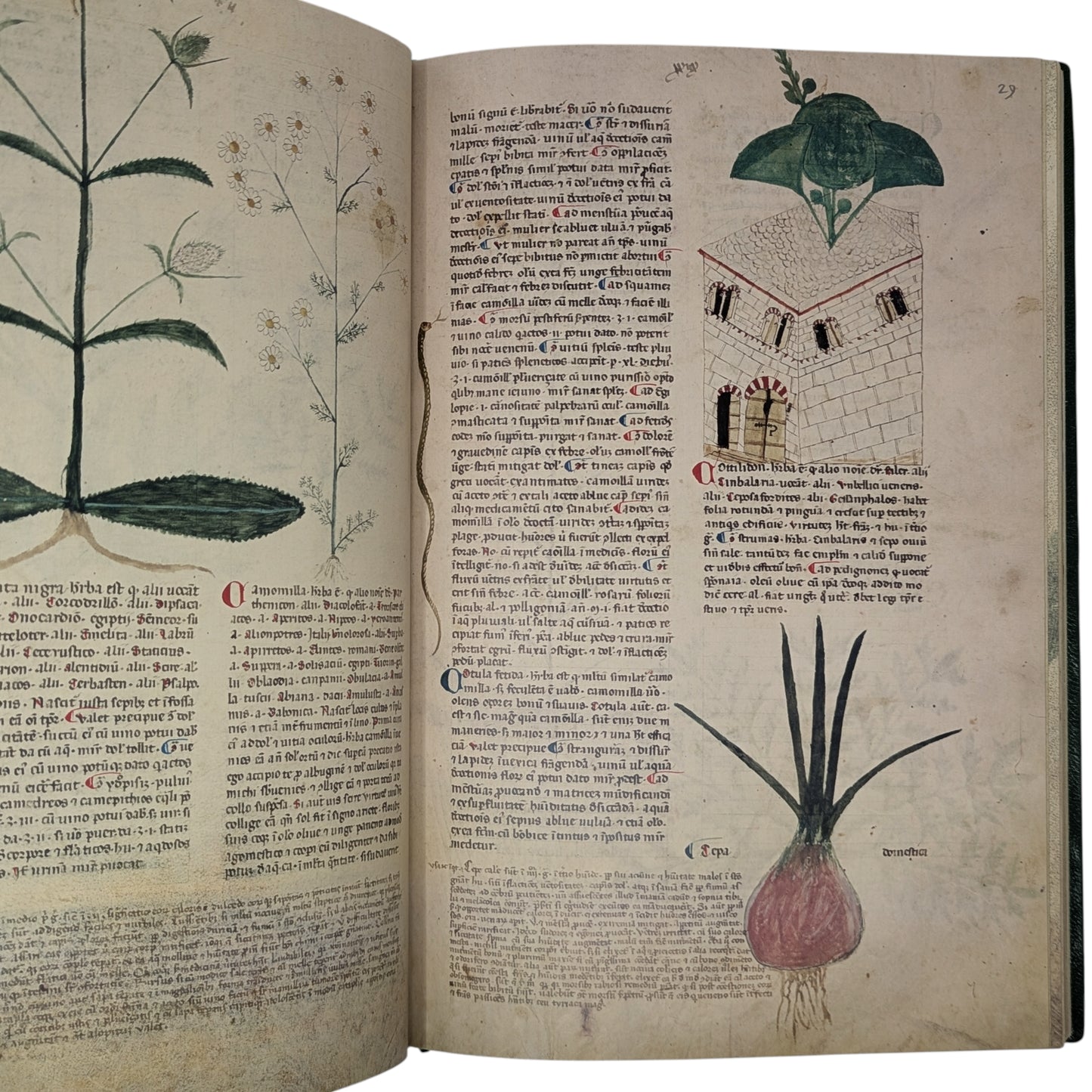 Tractatus de Herbis, Egerton MS 747