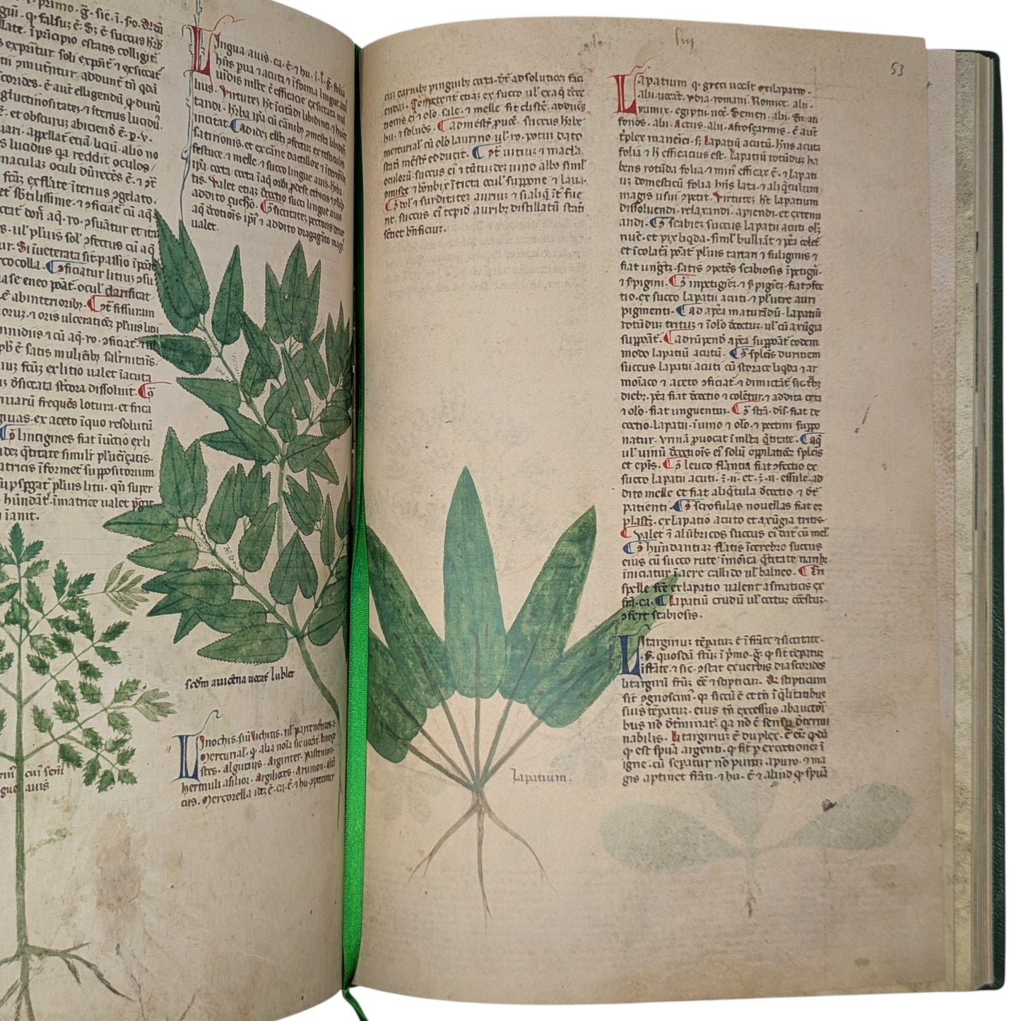 Tractatus de Herbis, Egerton MS 747