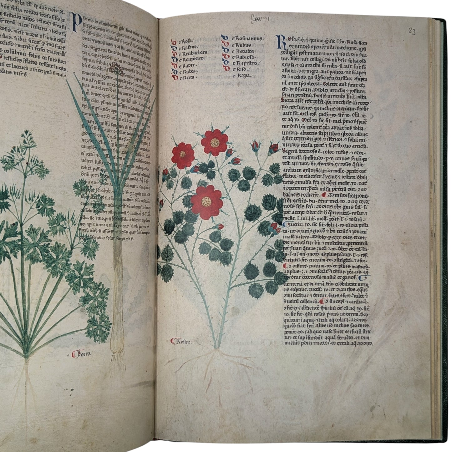 Tractatus de Herbis, Egerton MS 747