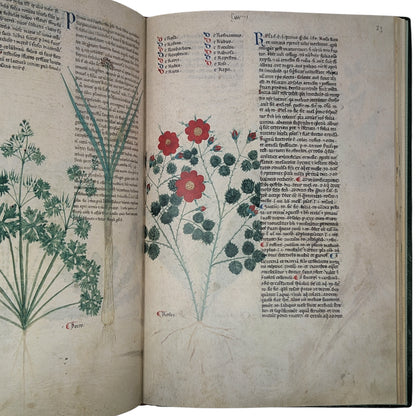 Tractatus de Herbis, Egerton MS 747