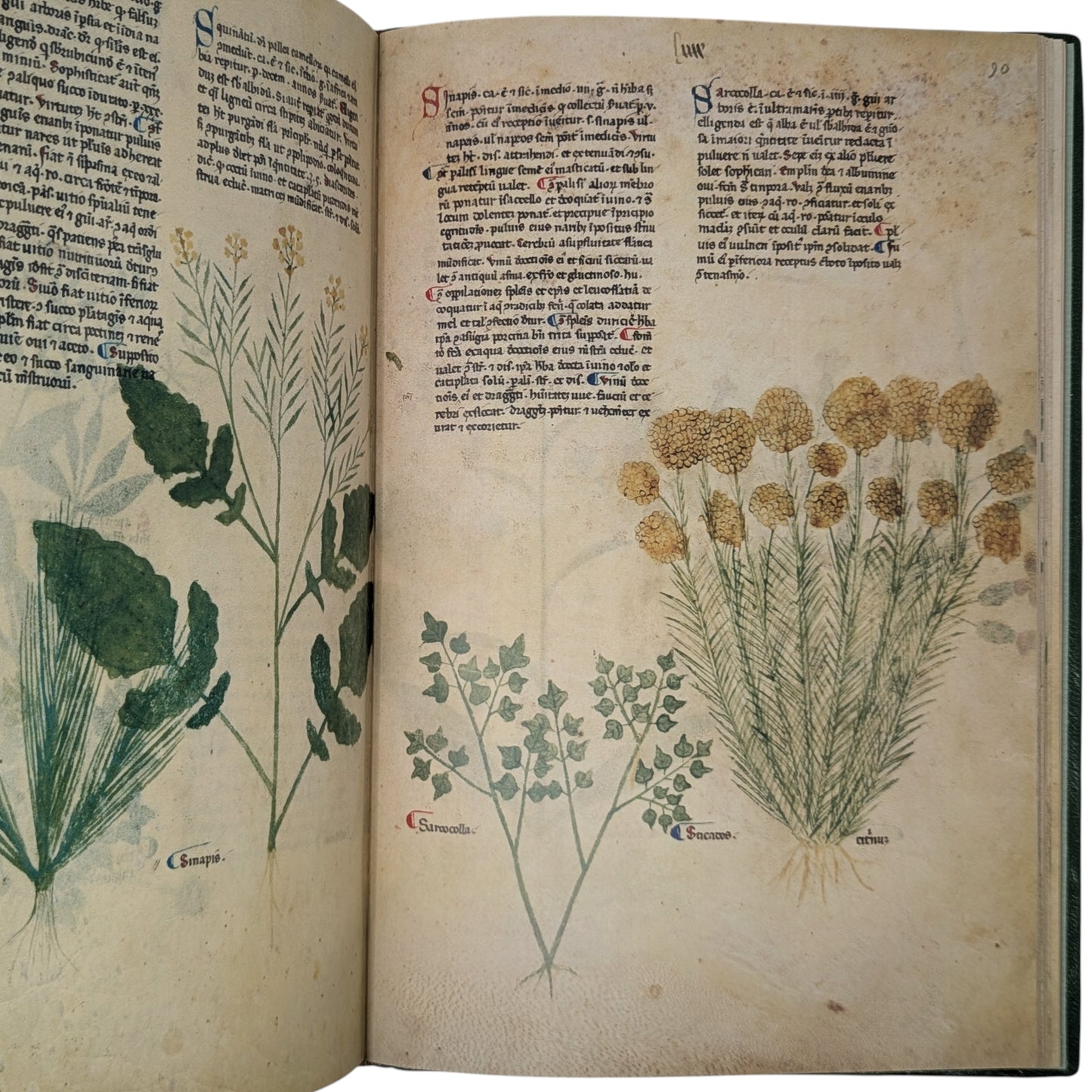 Tractatus de Herbis, Egerton MS 747