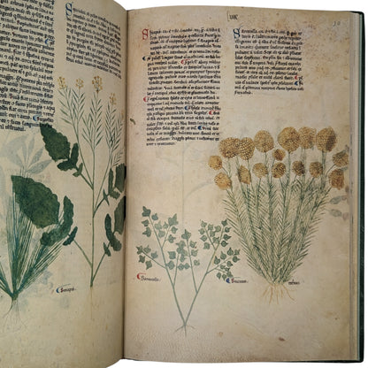 Tractatus de Herbis, Egerton MS 747