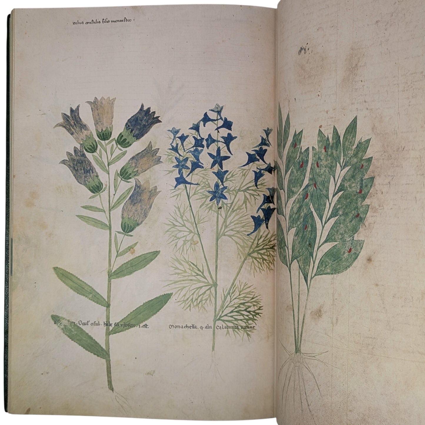 Tractatus de Herbis, Egerton MS 747