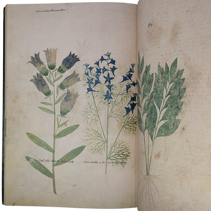 Tractatus de Herbis, Egerton MS 747