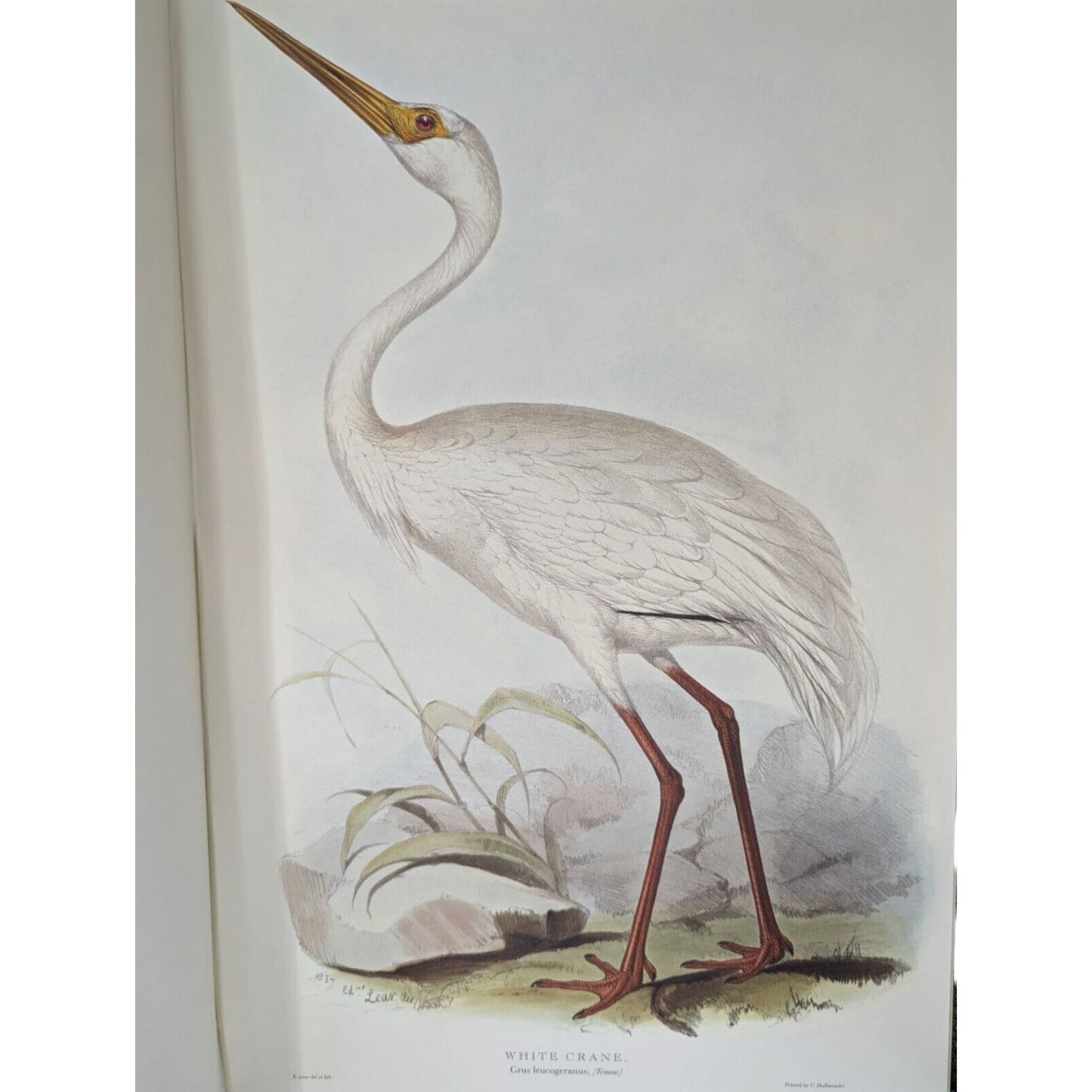 Illustrations of Birds Drawn for John Gould by Edward Lear