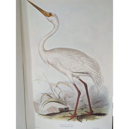 Illustrations of Birds Drawn for John Gould by Edward Lear